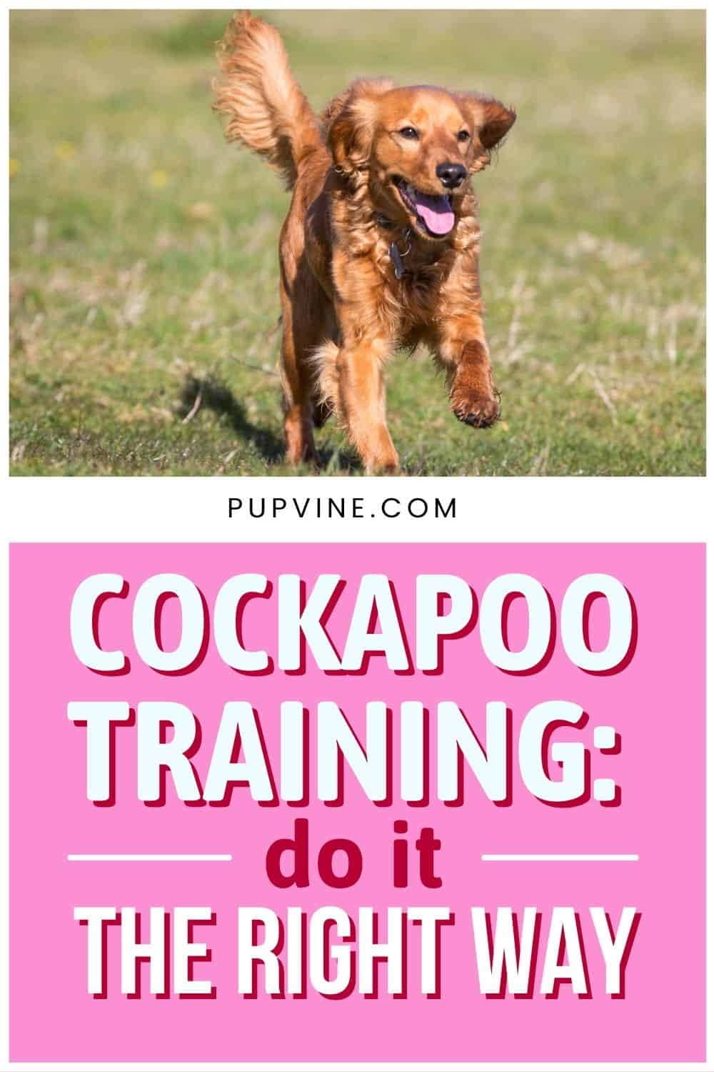 Entrenamiento de Cockapoo Hazlo de la manera correcta