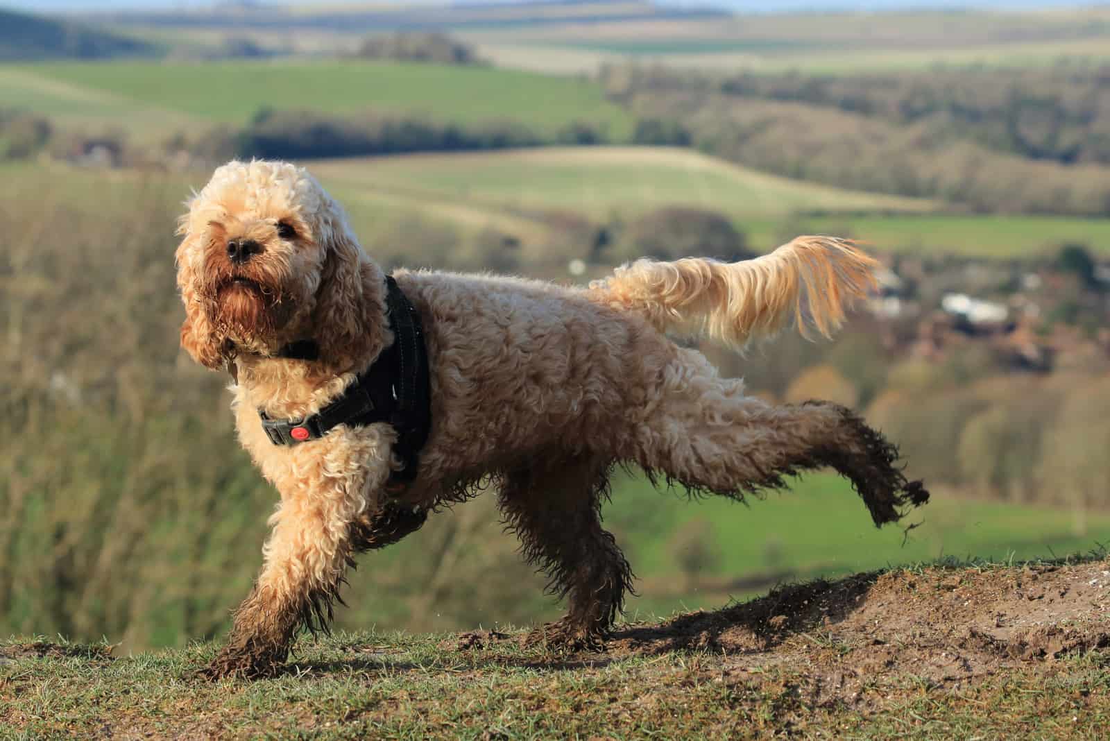 Perro Cockapoo disfrutando de una carrera