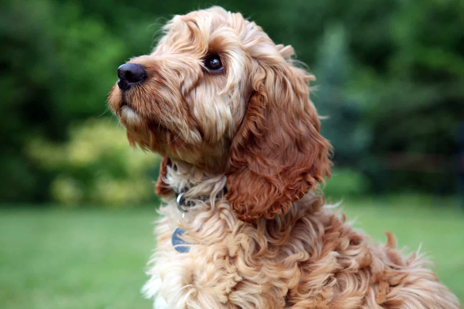 Cockapoo mirando hacia otro lado