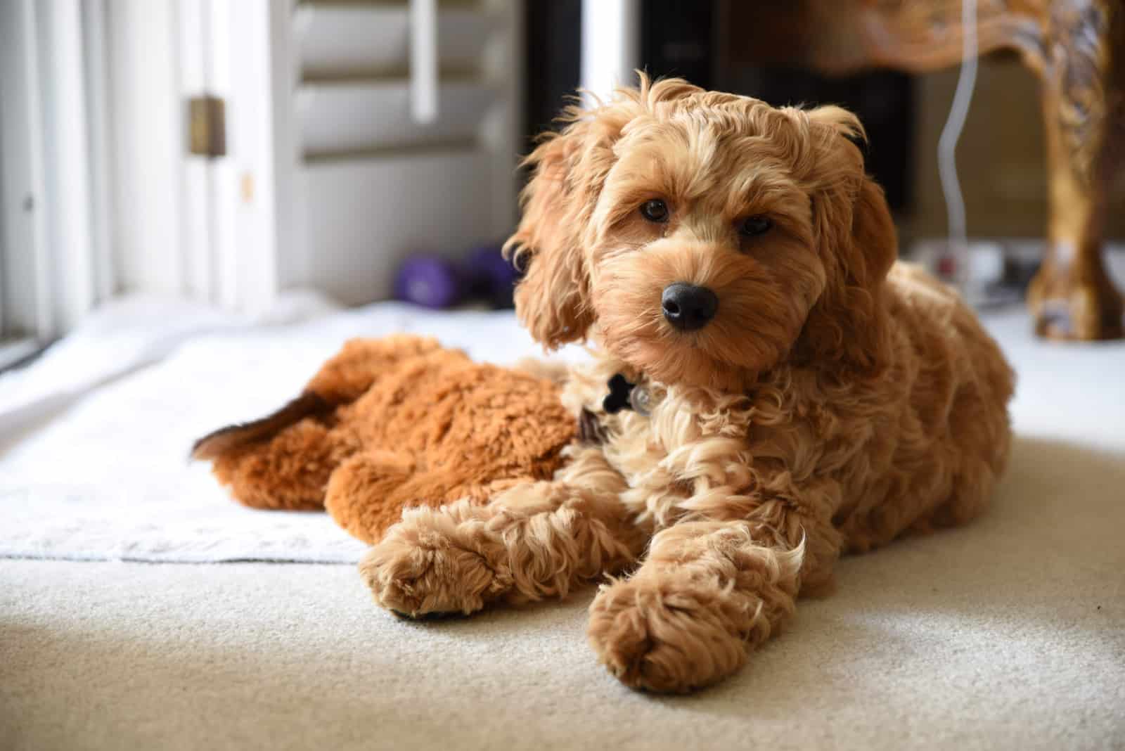 Cockapoo acostado en el suelo mirando a la cámara