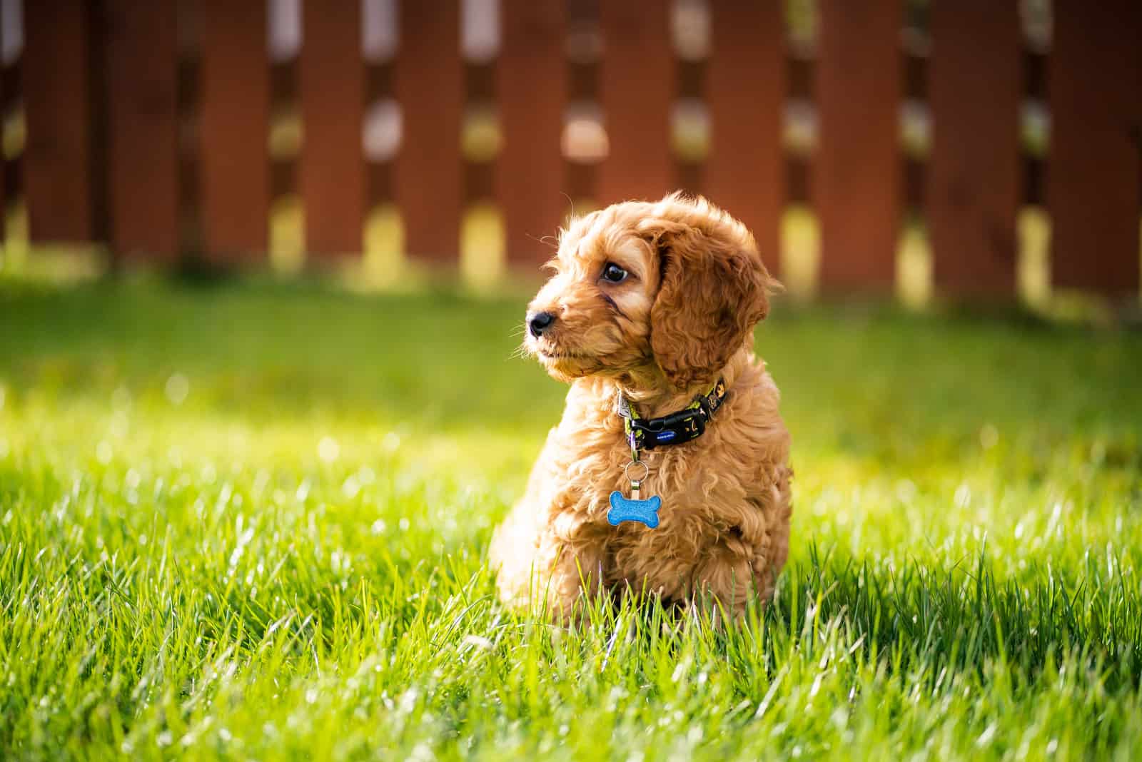 Cachorro de Cockapoo sentado en el césped