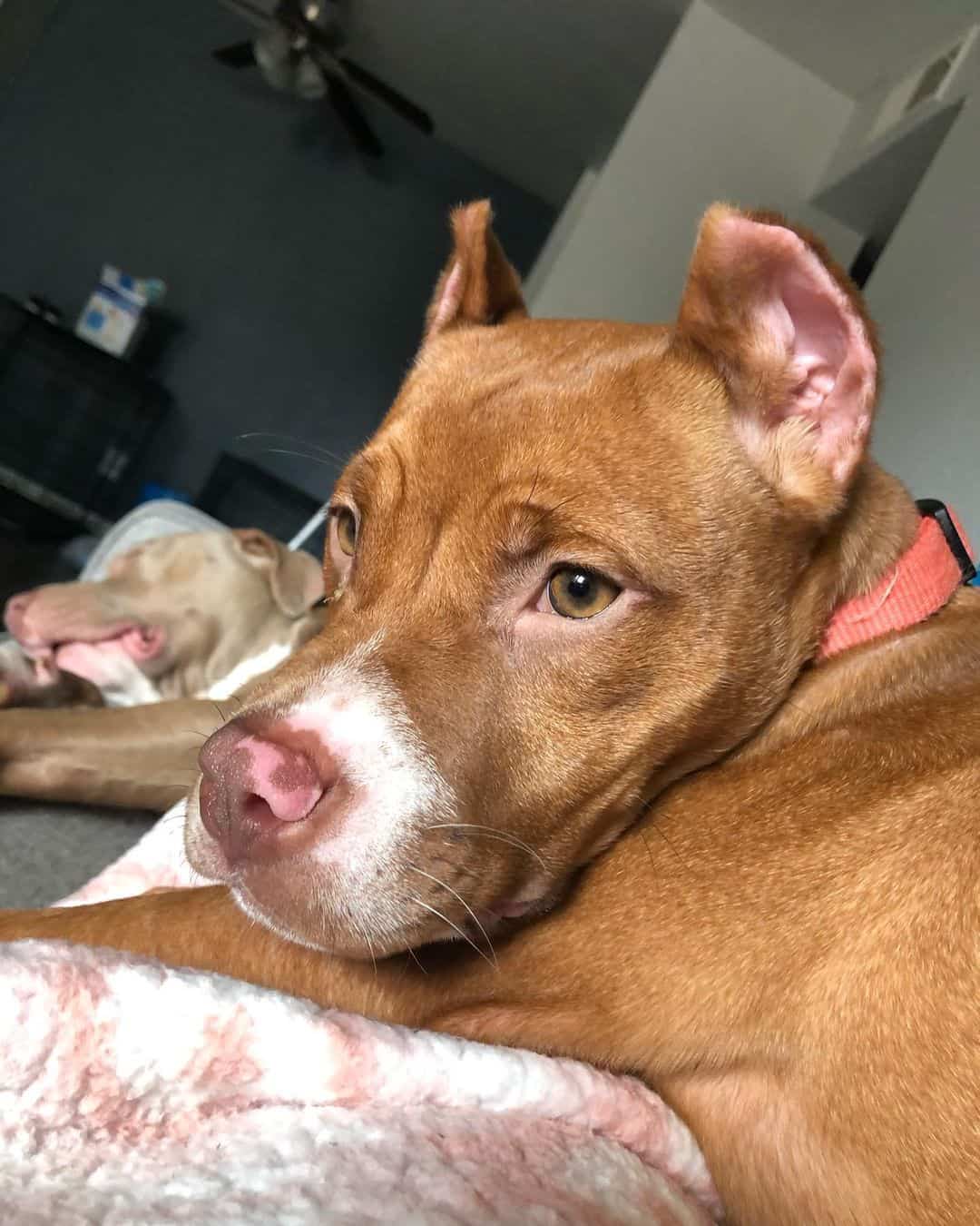 Colby Pitbull acostado en casa