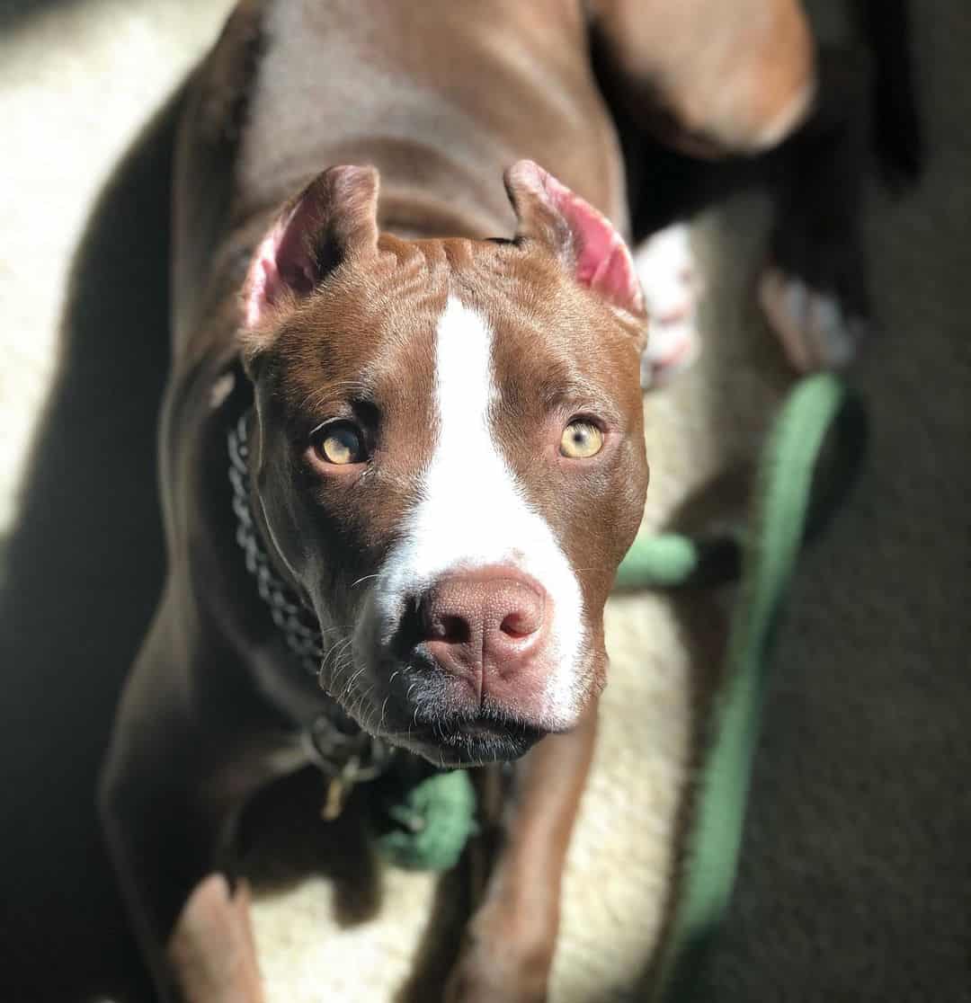 Colby Pitbull acostado en el suelo