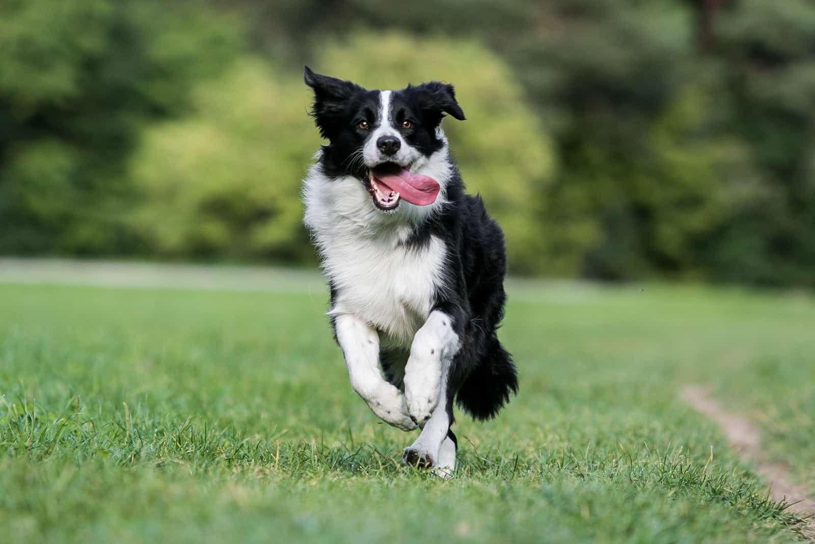 Collie corriendo en la hierba afuera