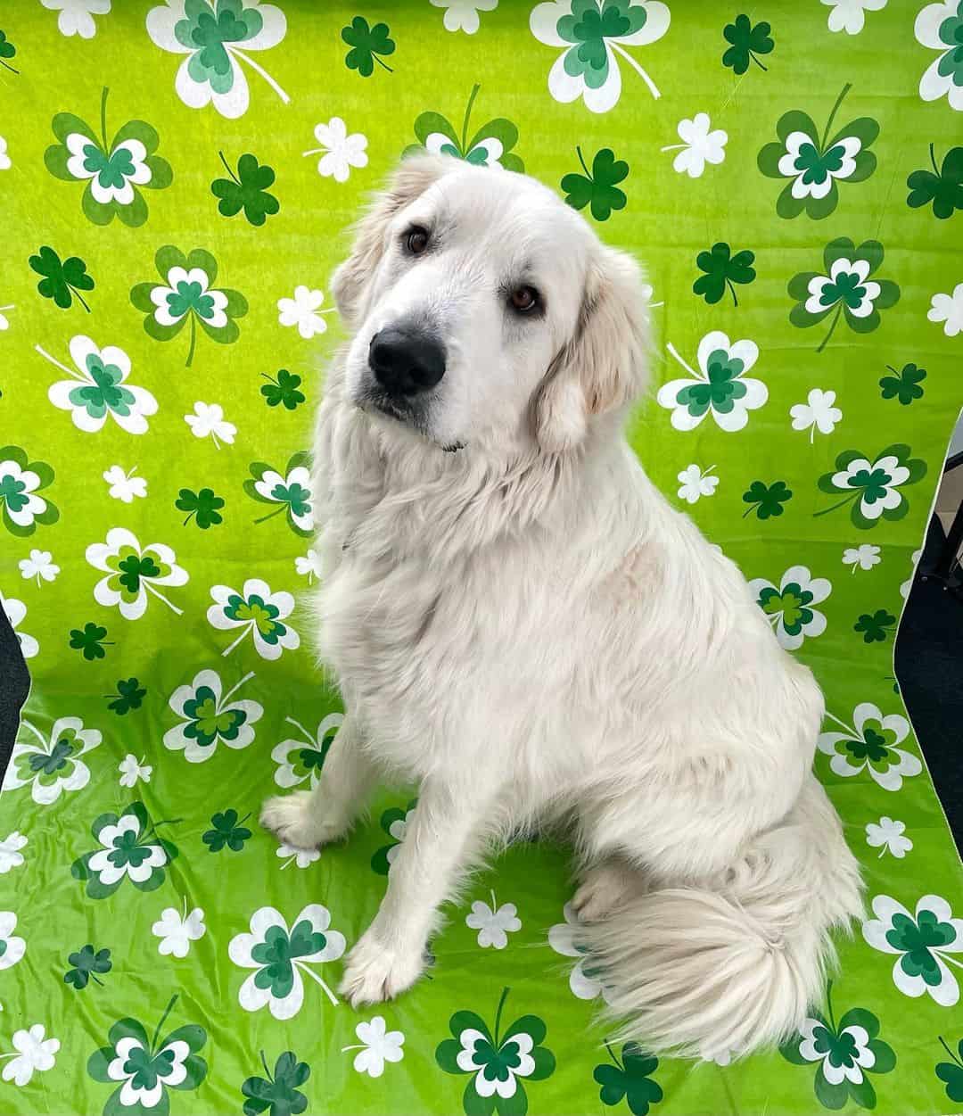 Perro de Montaña de Colorado sentado en una alfombra verde