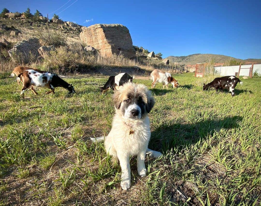 Perro de Montaña de Colorado sentado en hierba verde