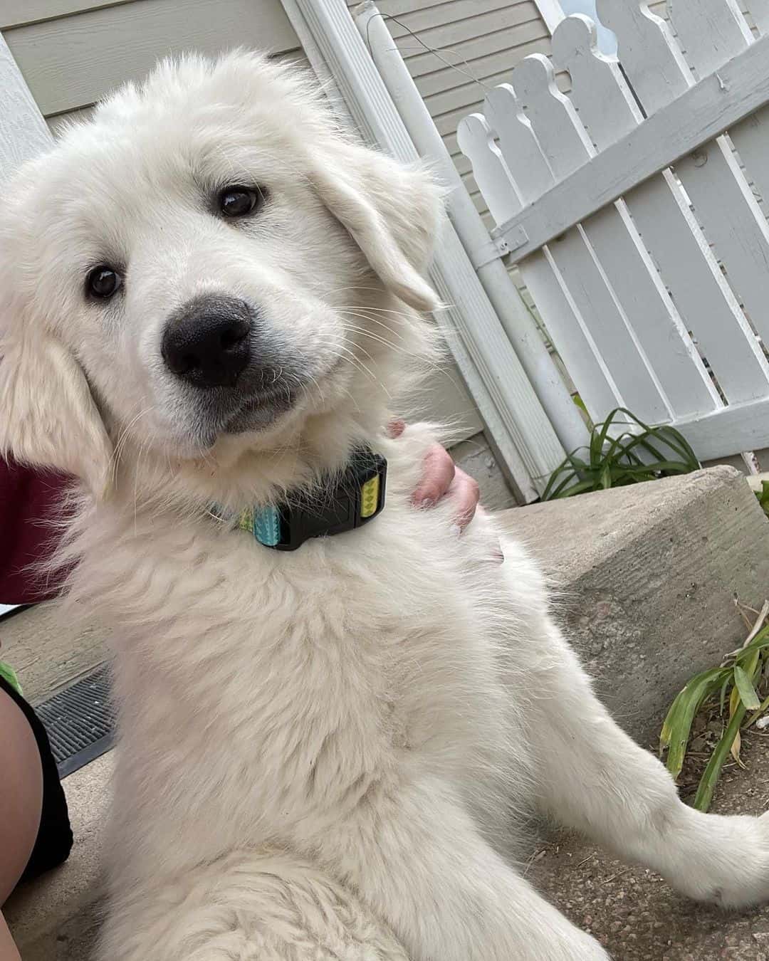 Perro de Montaña de Colorado