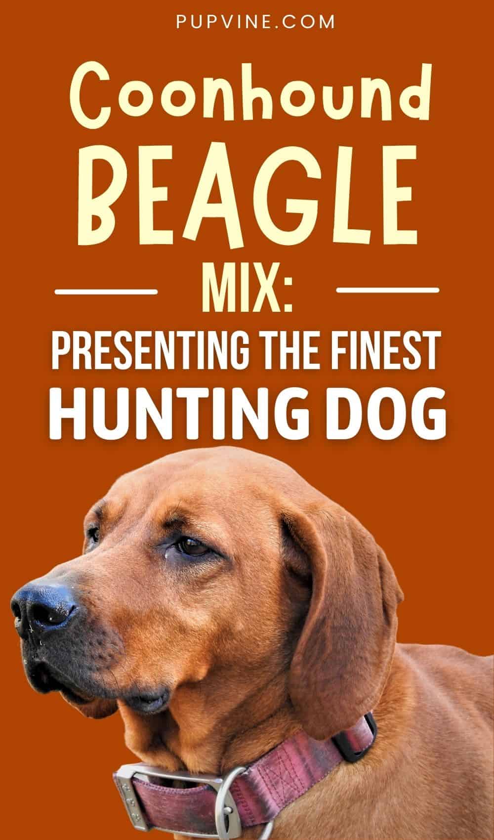 Mezcla de Coonhound y Beagle – ¿Es Esta la Mejor Mezcla de Beagle?