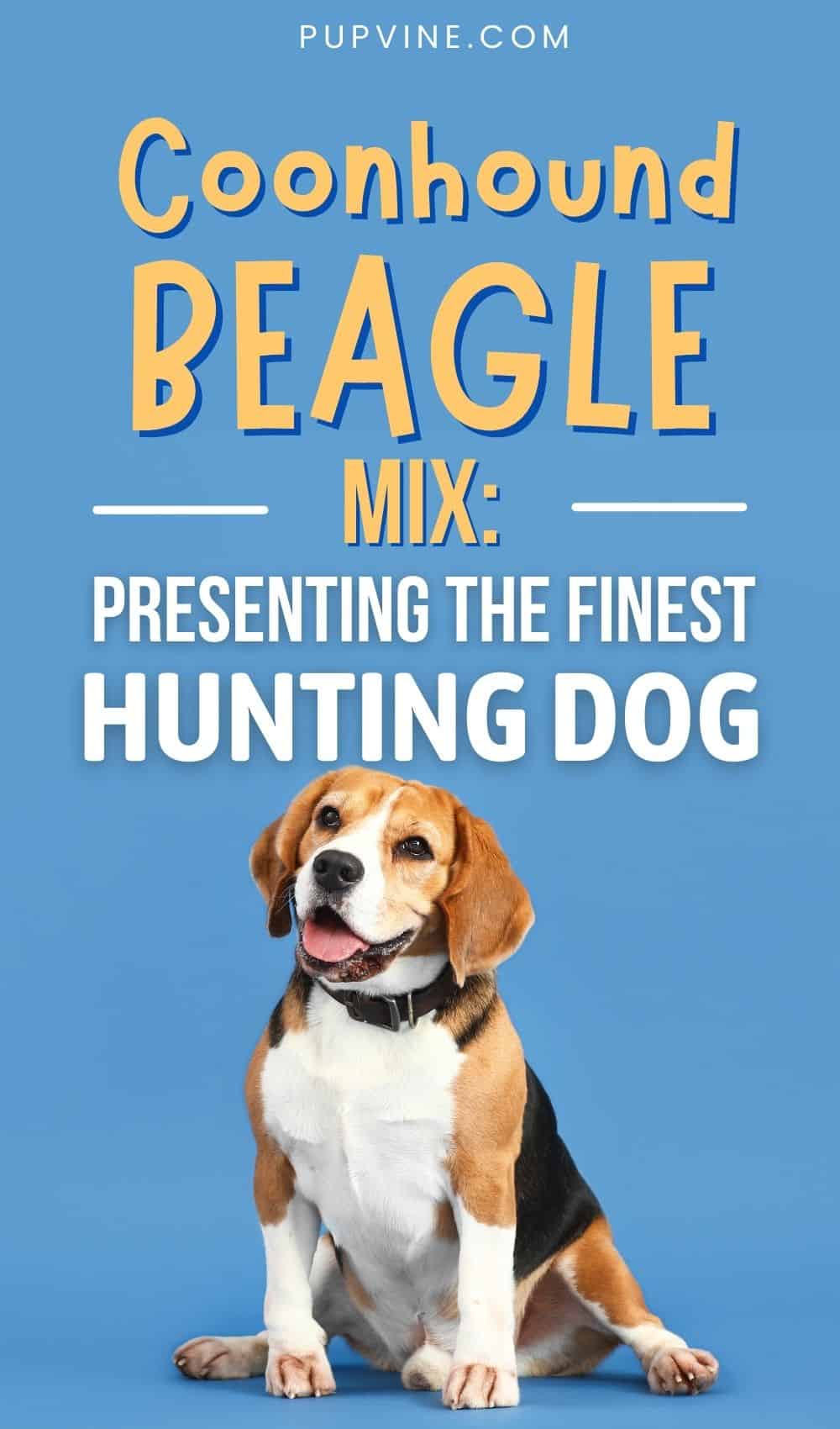 Mezcla de Coonhound y Beagle – ¿Es Esta la Mejor Mezcla de Beagle?