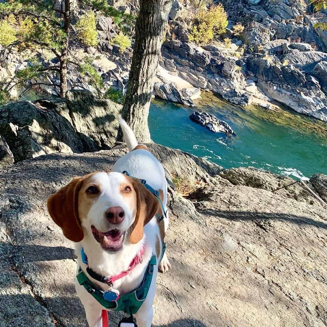 Mestizo de Coonhound y Labrador en la naturaleza