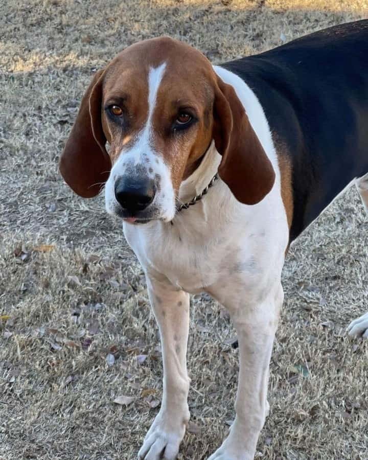 Mestizo de Coonhound y Labrador mirando hacia arriba