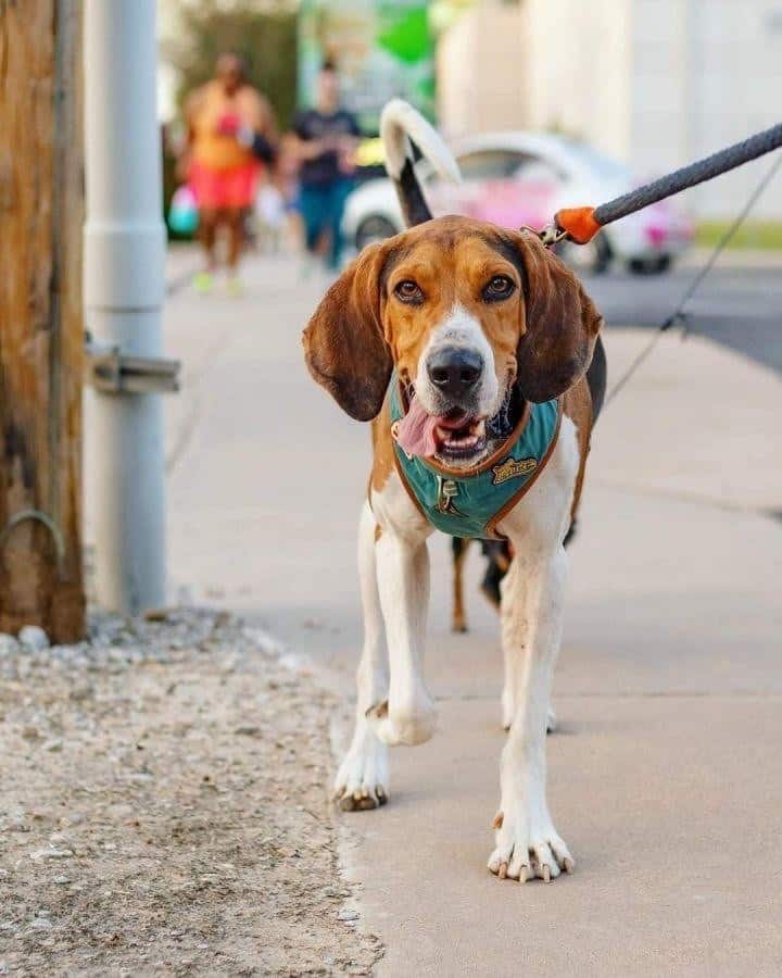 Mestizo de Coonhound y Labrador caminando por la calle