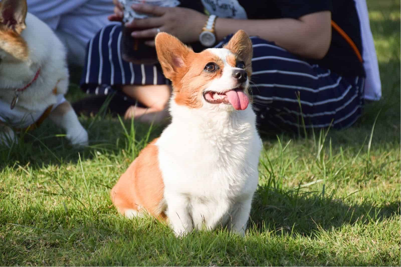 Disfrutando del sol, mezcla de Corgi y Chihuahua.