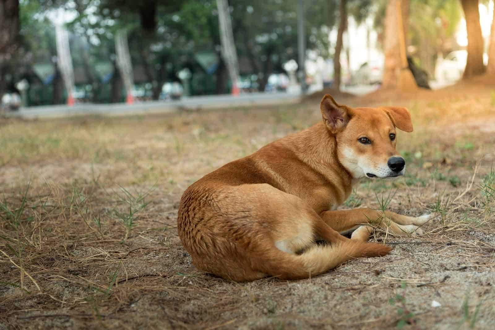 Perro mezcla de corgi y doberman pinscher acostado al aire libre