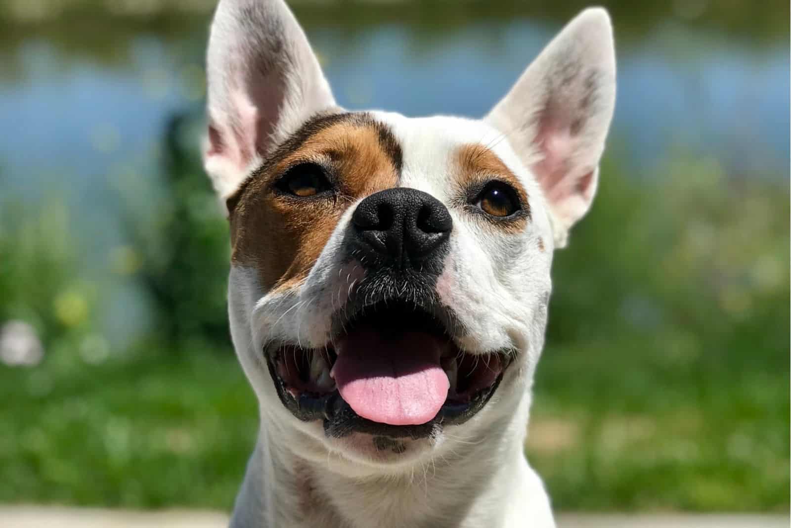 Mezcla de Corgi y Pitbull en una imagen adorable