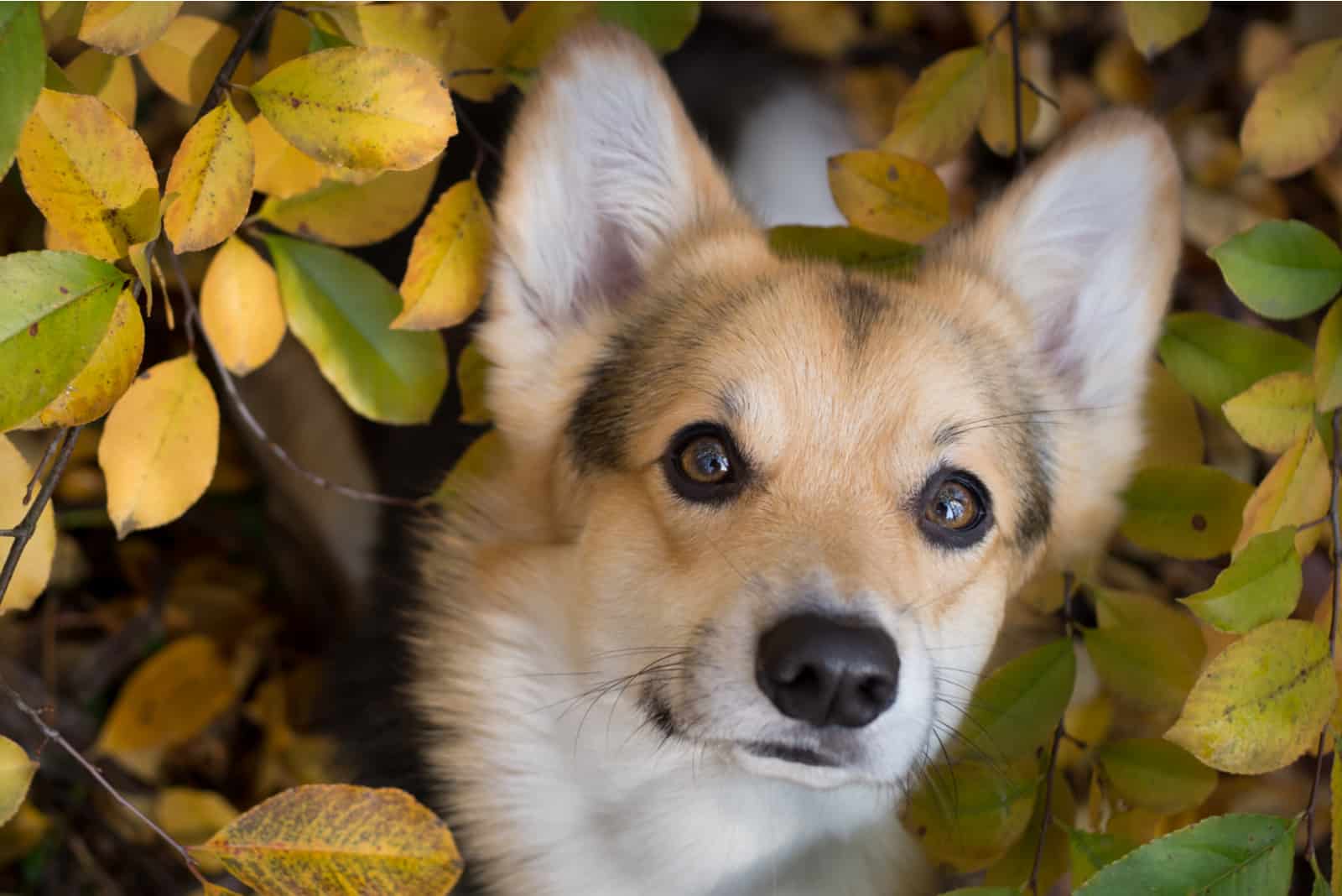 corgi pembroke en un paseo en un hermoso bosque otoñal