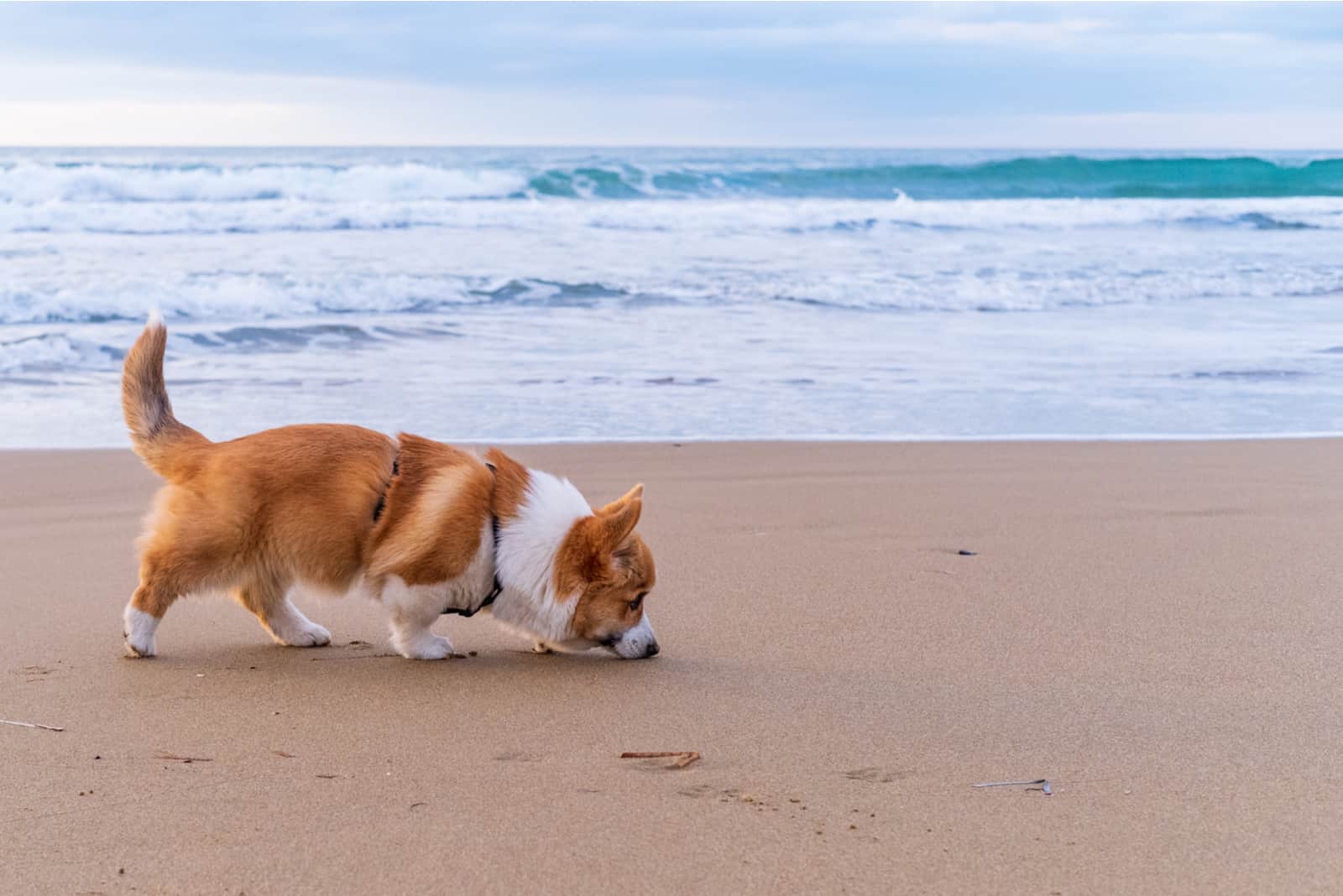 cachorro corgi pembroke en la costa del mar