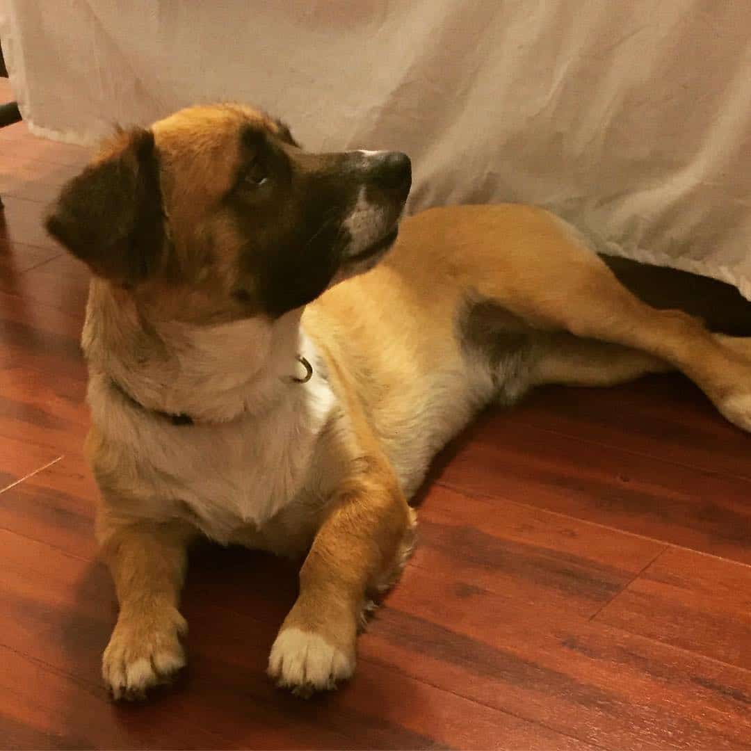 Mezcla de Corgi y San Bernardo