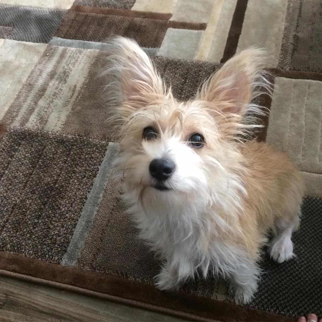 Perro mezcla de schnauzer y corgi mirando a la cámara dentro de casa