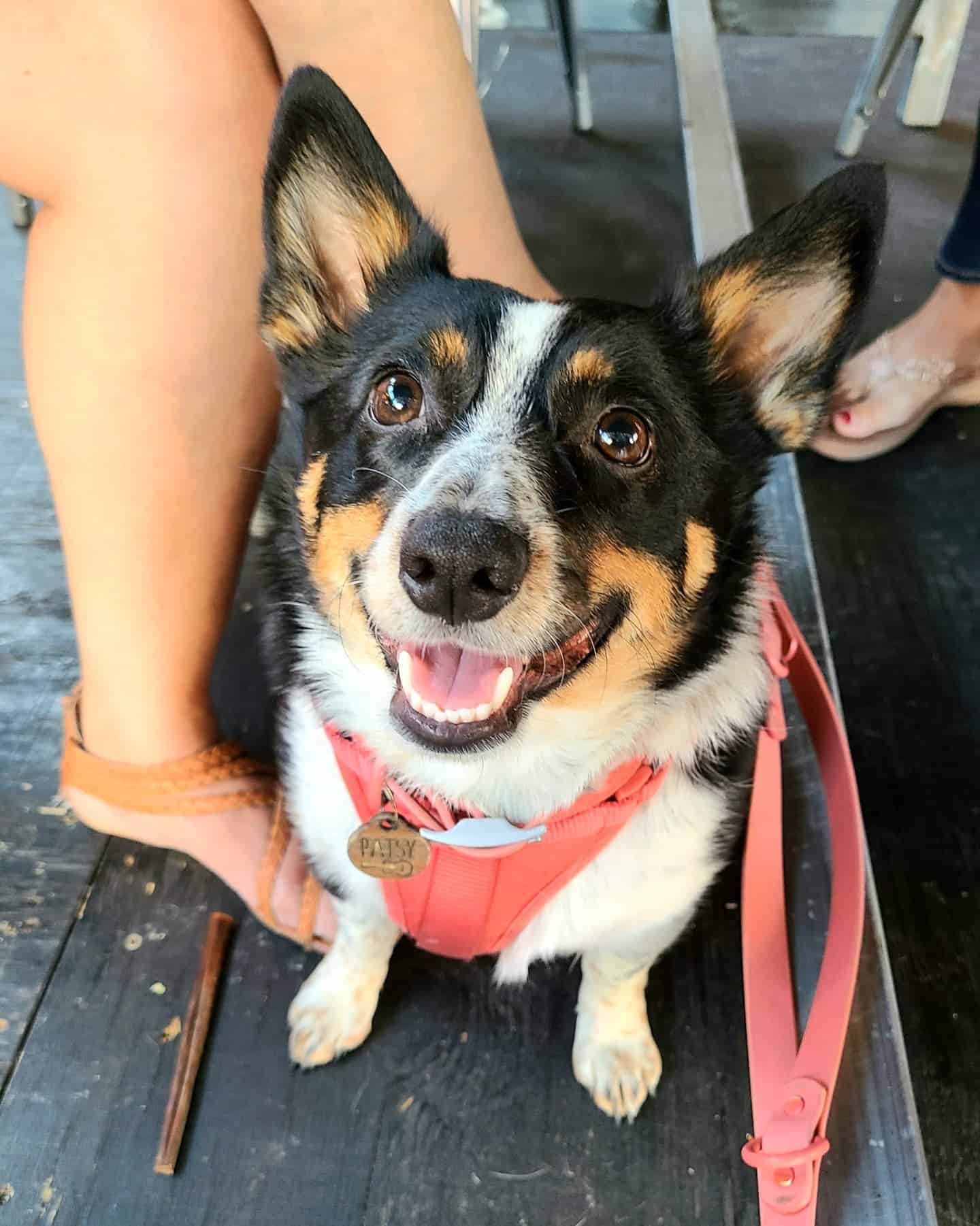 Perro mezcla de Corgi y Blue Heeler