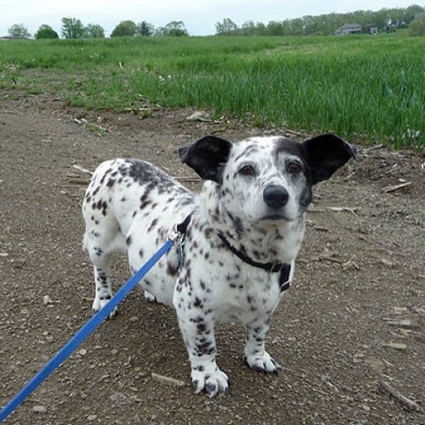 Perro mezcla de Corgi y Dálmata