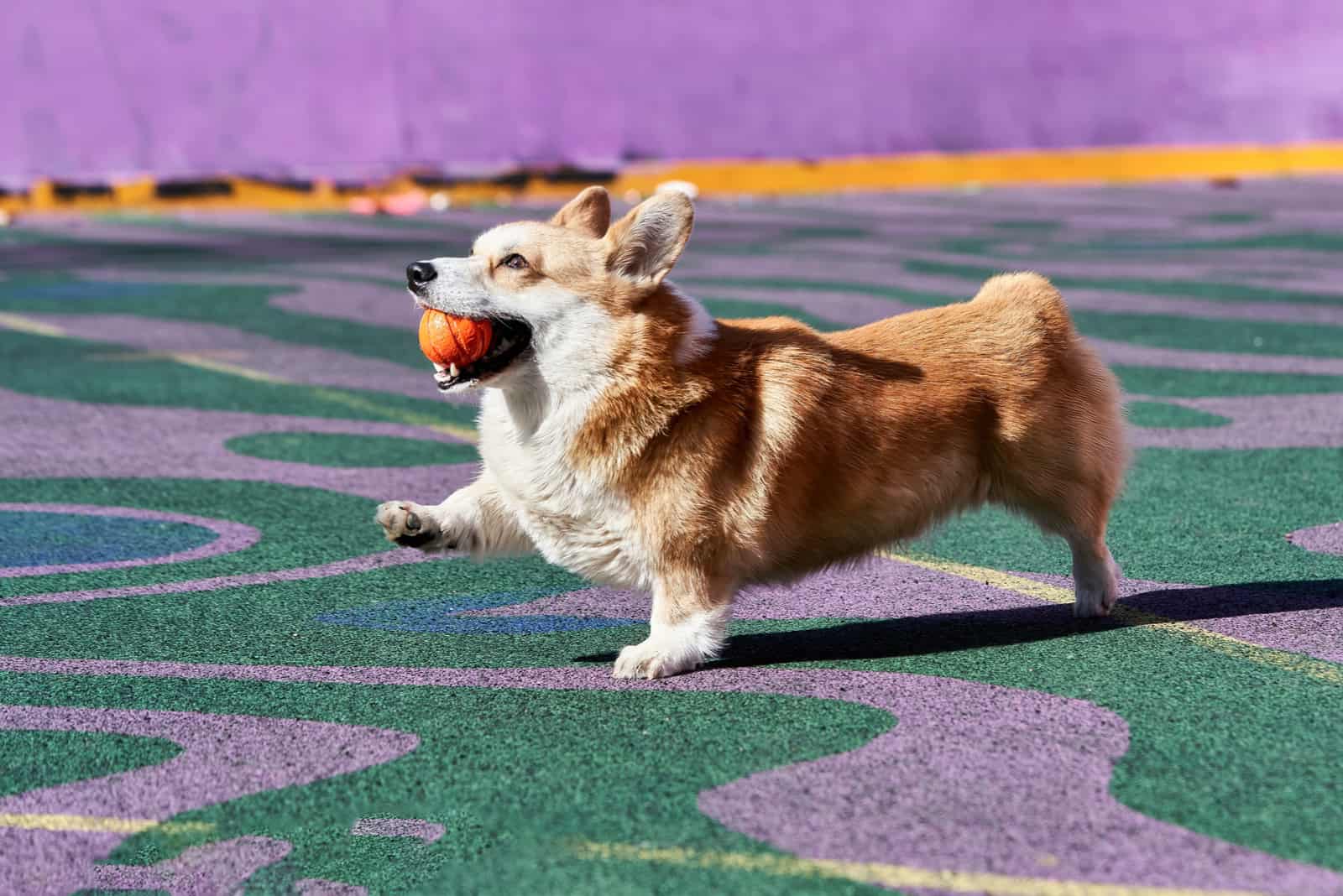 perro corgi juega mientras sostiene una bola naranja en la boca