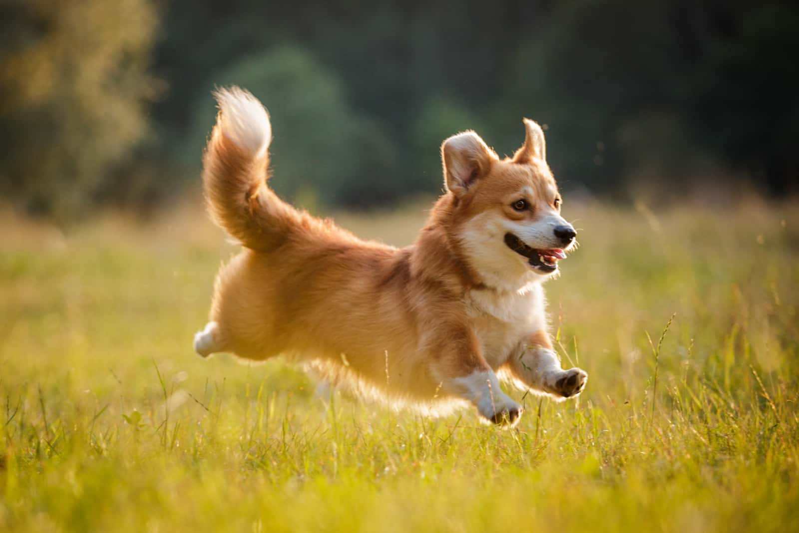 Corgi corre por el campo