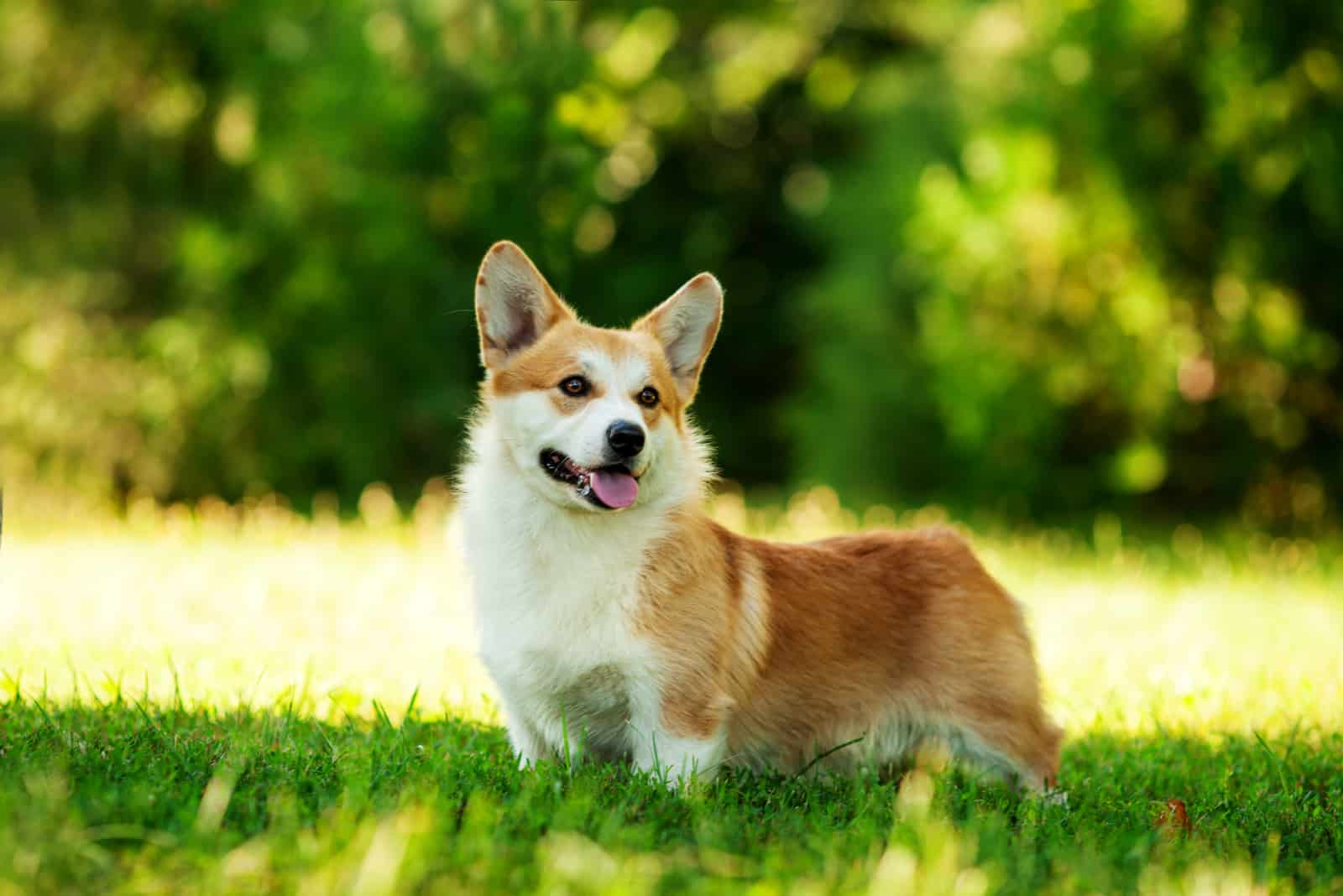 Corgis se encuentra en el césped mientras mira hacia otro lado