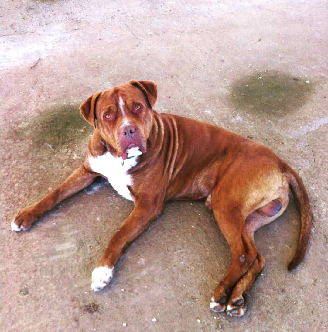 Perro Corso Pitbull acostado al aire libre