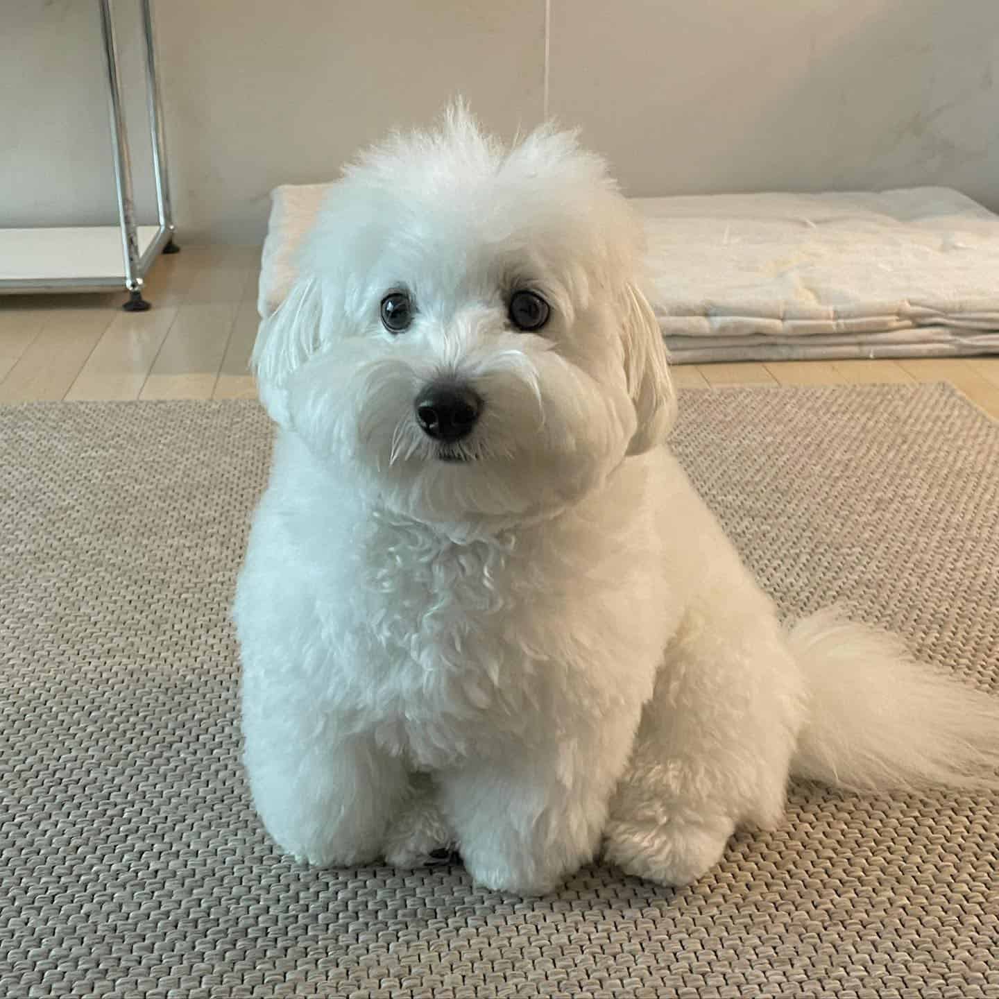Perro Coton de Tuléar sentado en el suelo