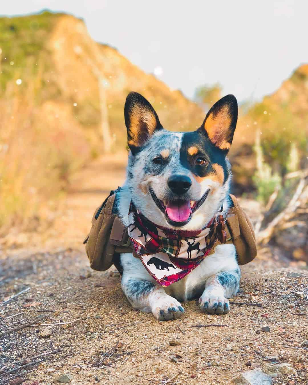 Perro Corgi Vaquero al aire libre
