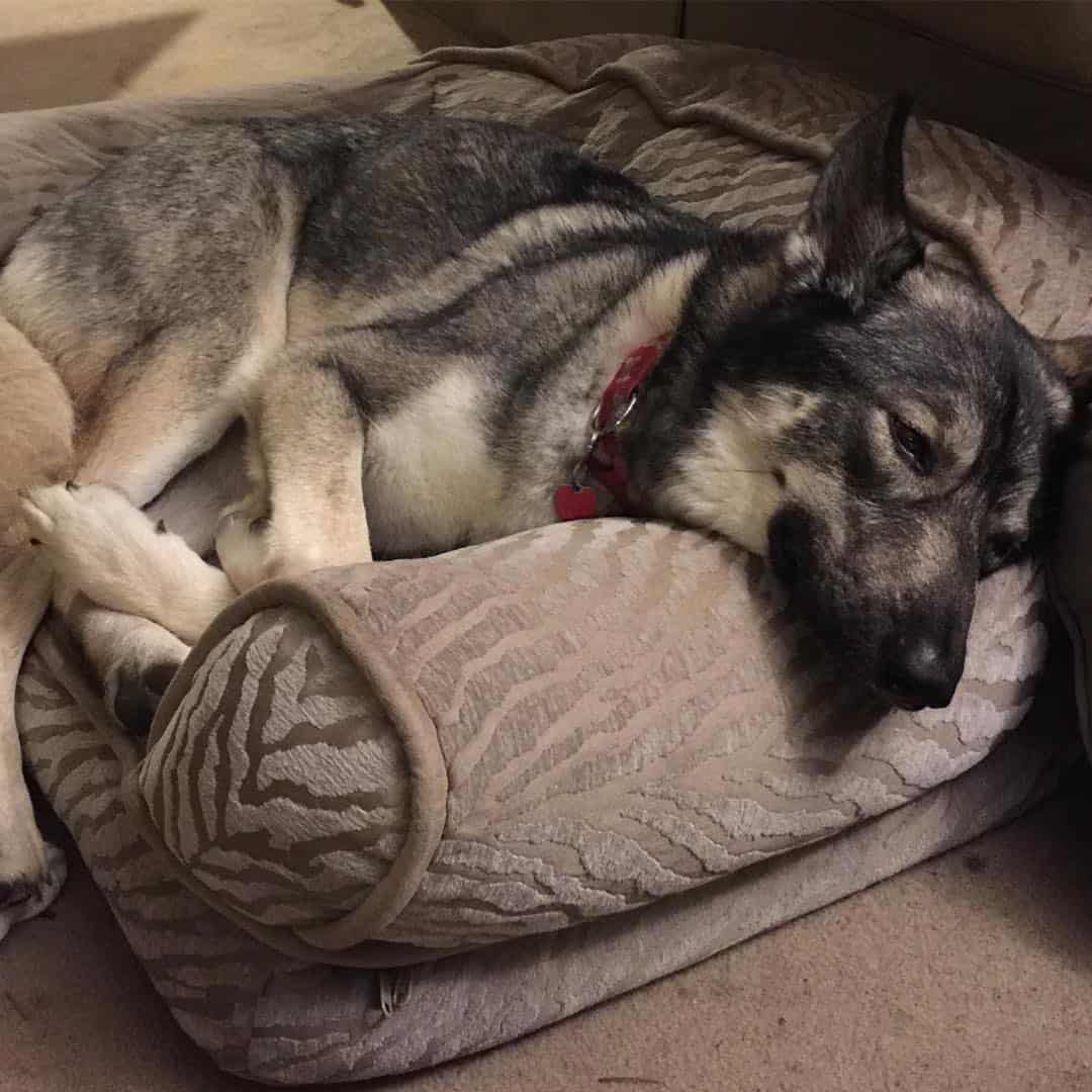 Mezcla de Coyote con Husky está acostado en su almohada