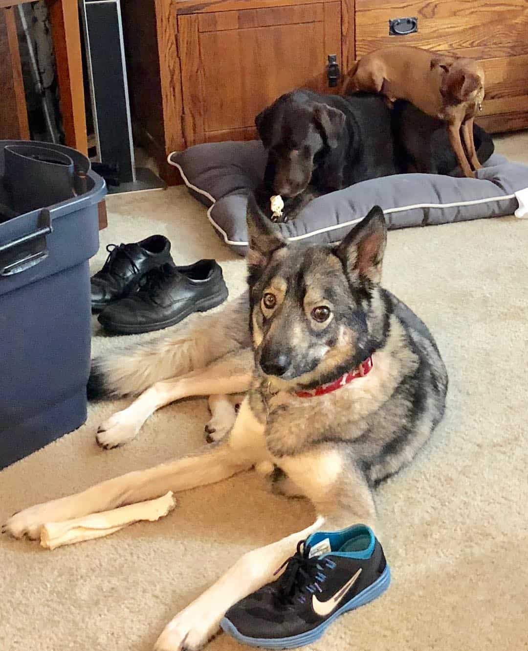 Mezcla de Coyote con Husky se acuesta en el piso mientras los otros perros juegan