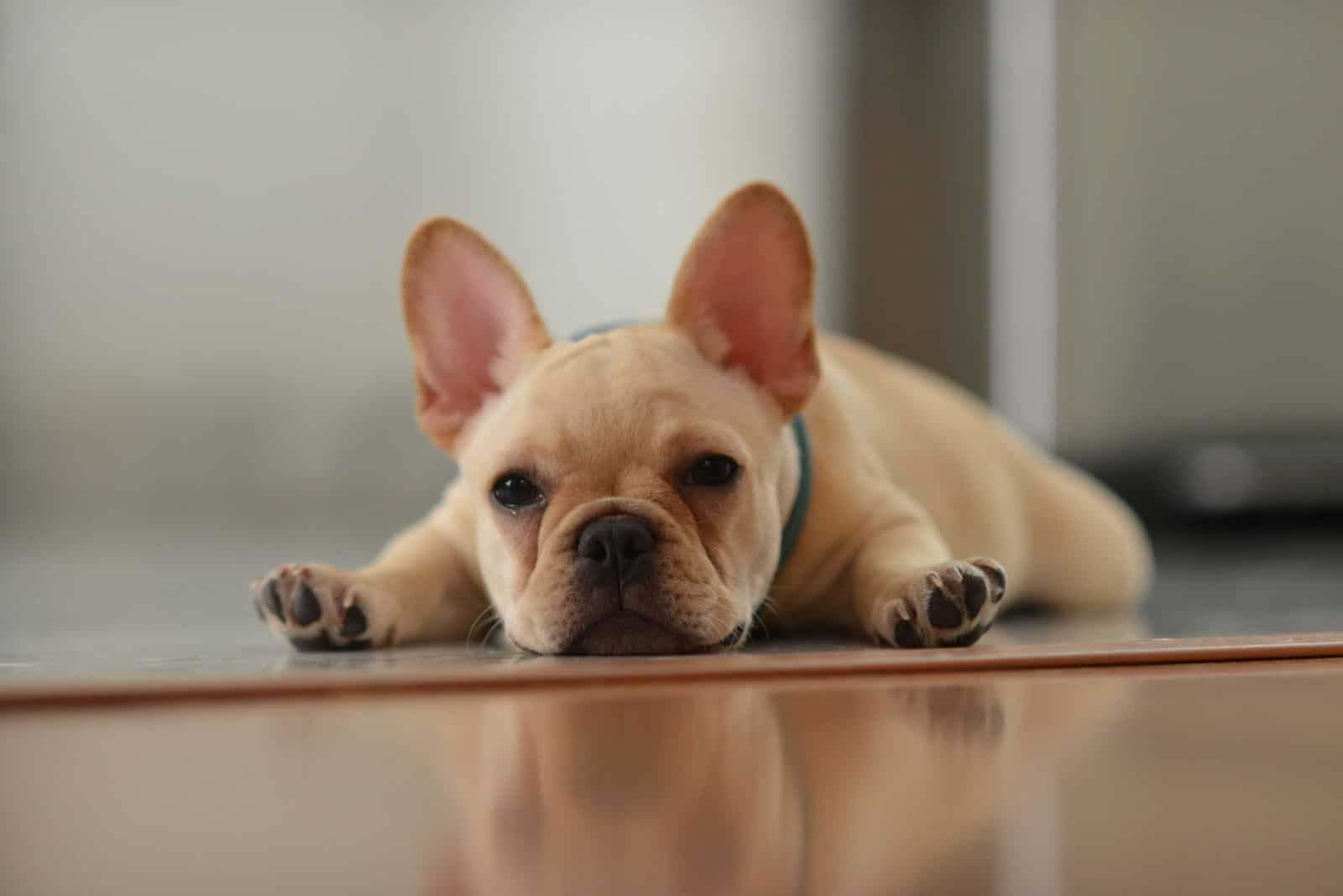Bulldogs Franceses Crema