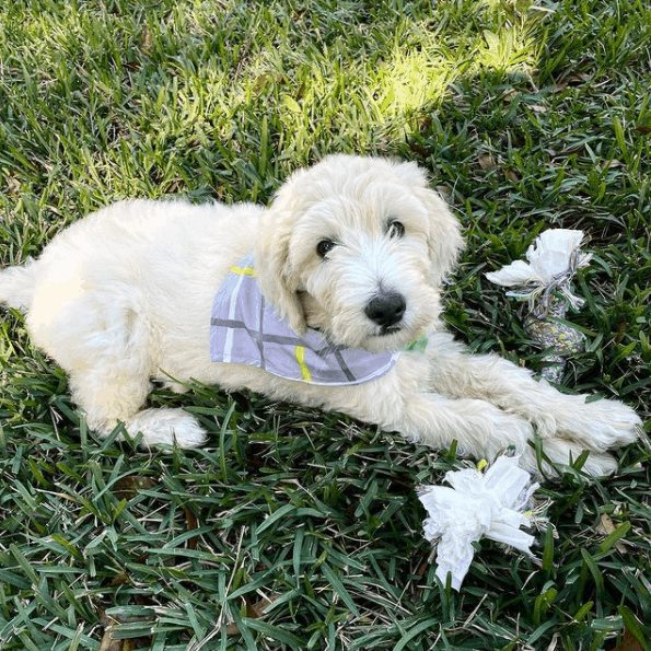 Goldendoodle Cream en el césped