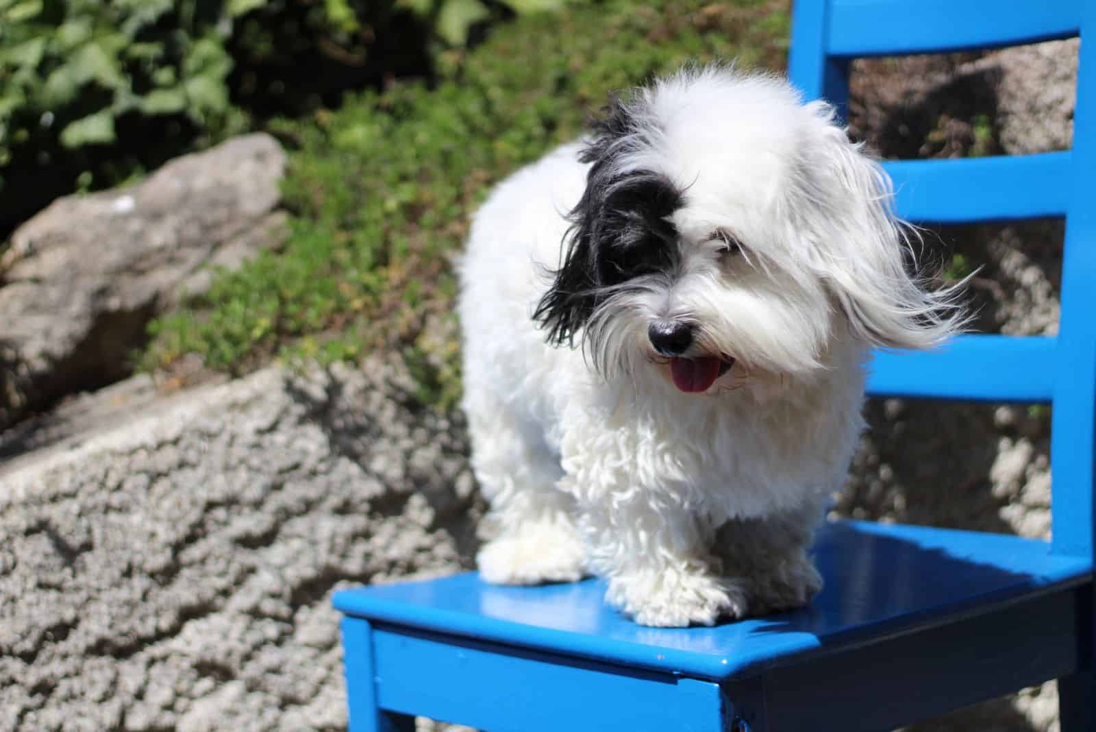 Coton confiable está de pie en una silla azul