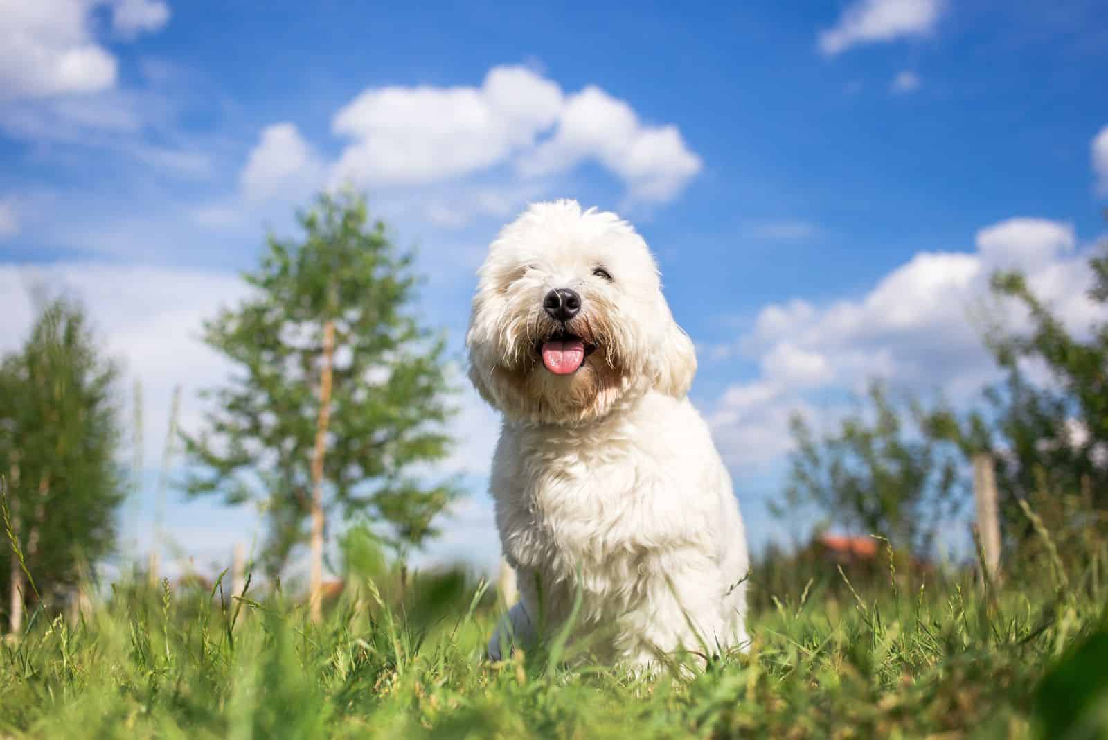 Coton confiable sentado en el césped con la lengua afuera