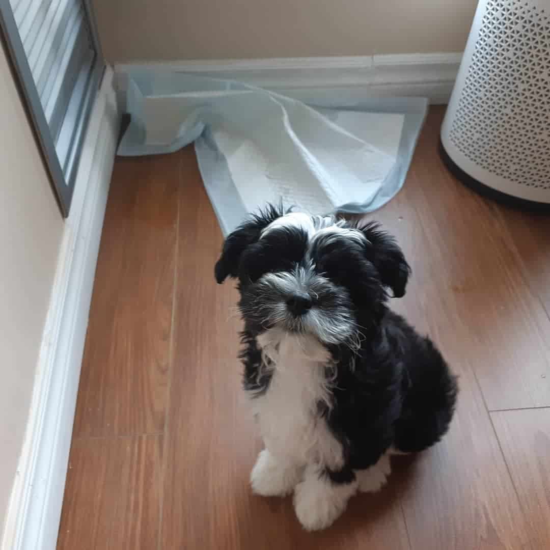 Crested Havanese sentado en suelo laminado