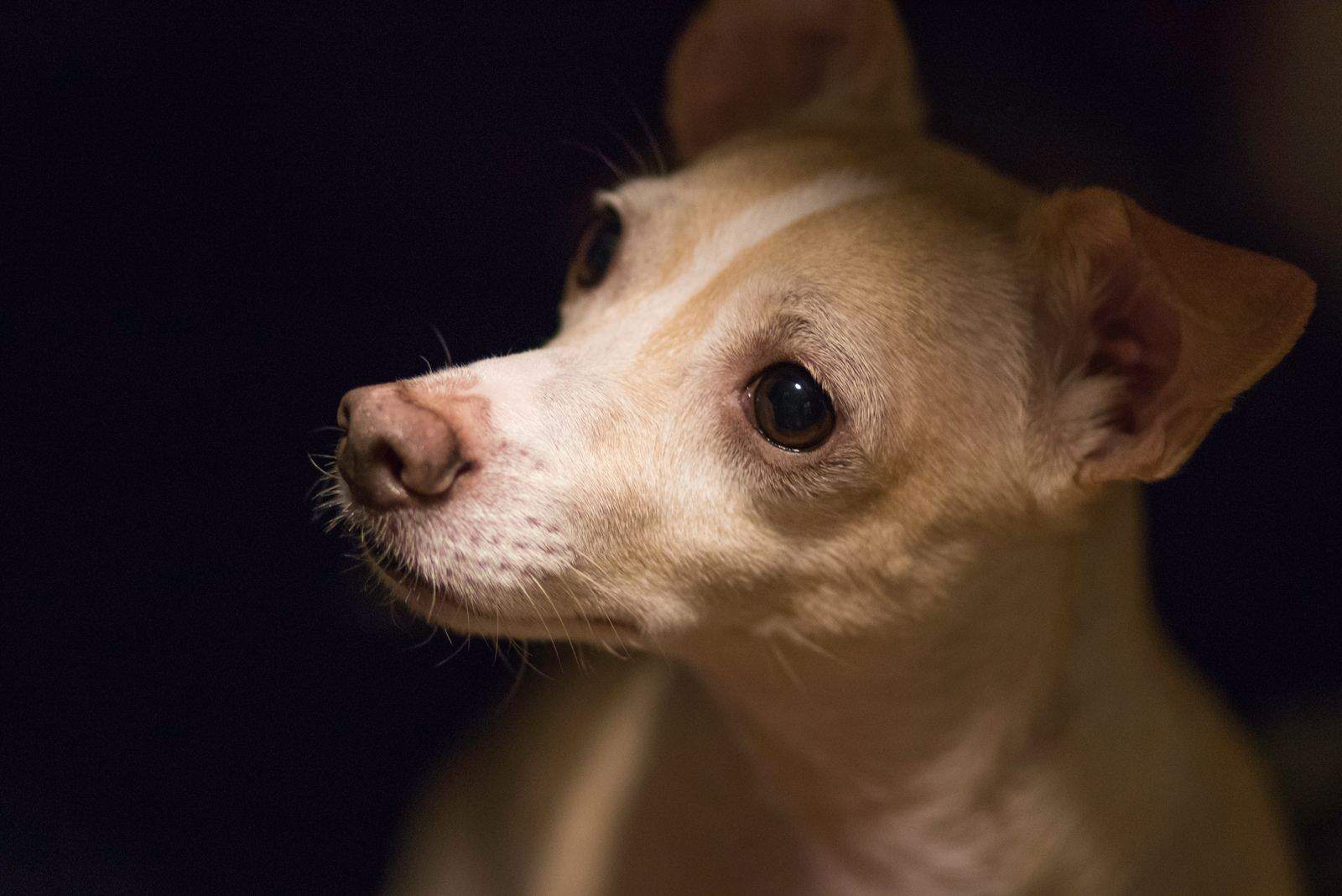 Perro mezcla de Corgi-Chihuahua curioso en la oscuridad