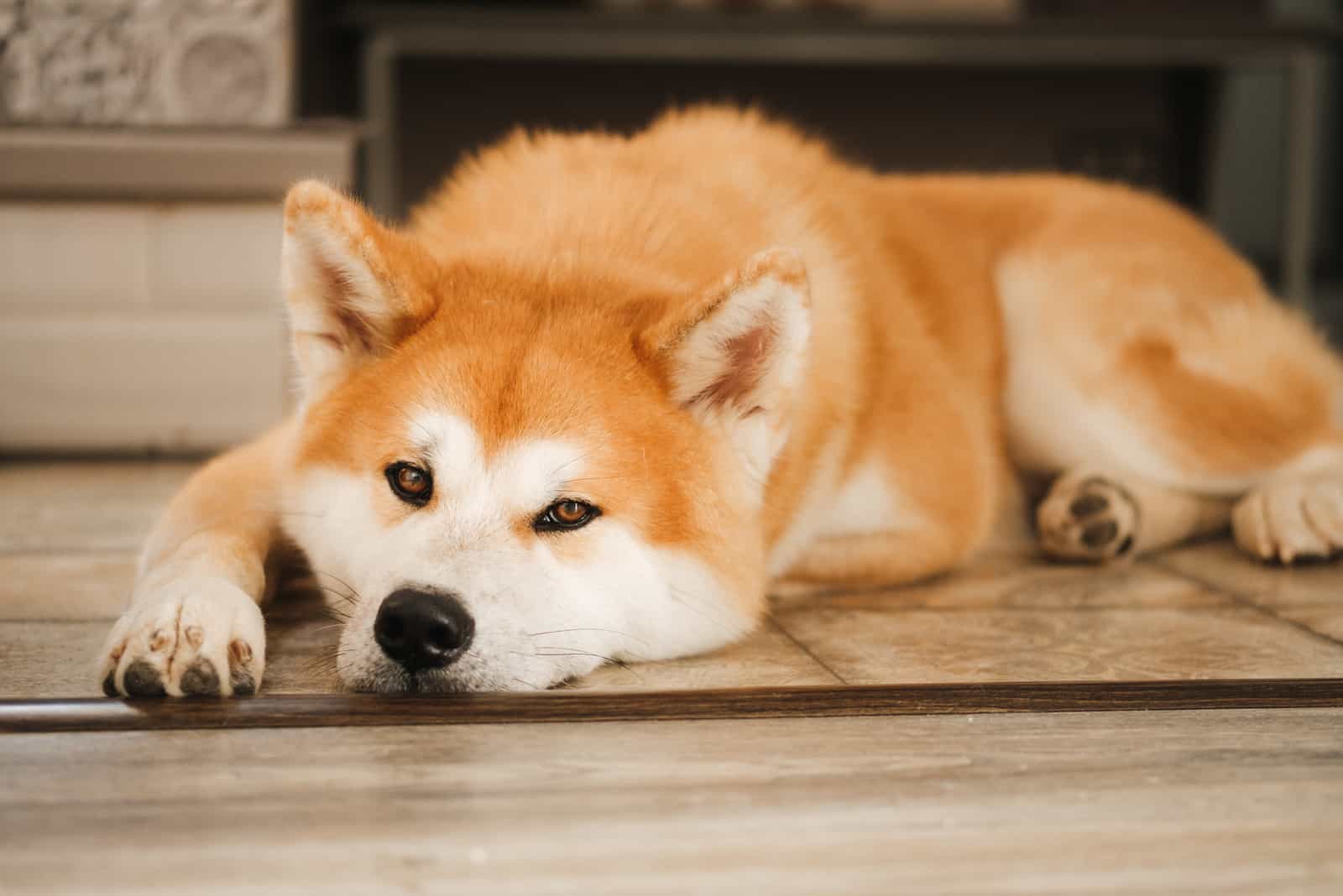 Perro Akita Inu lindo en el suelo en la sala de estar