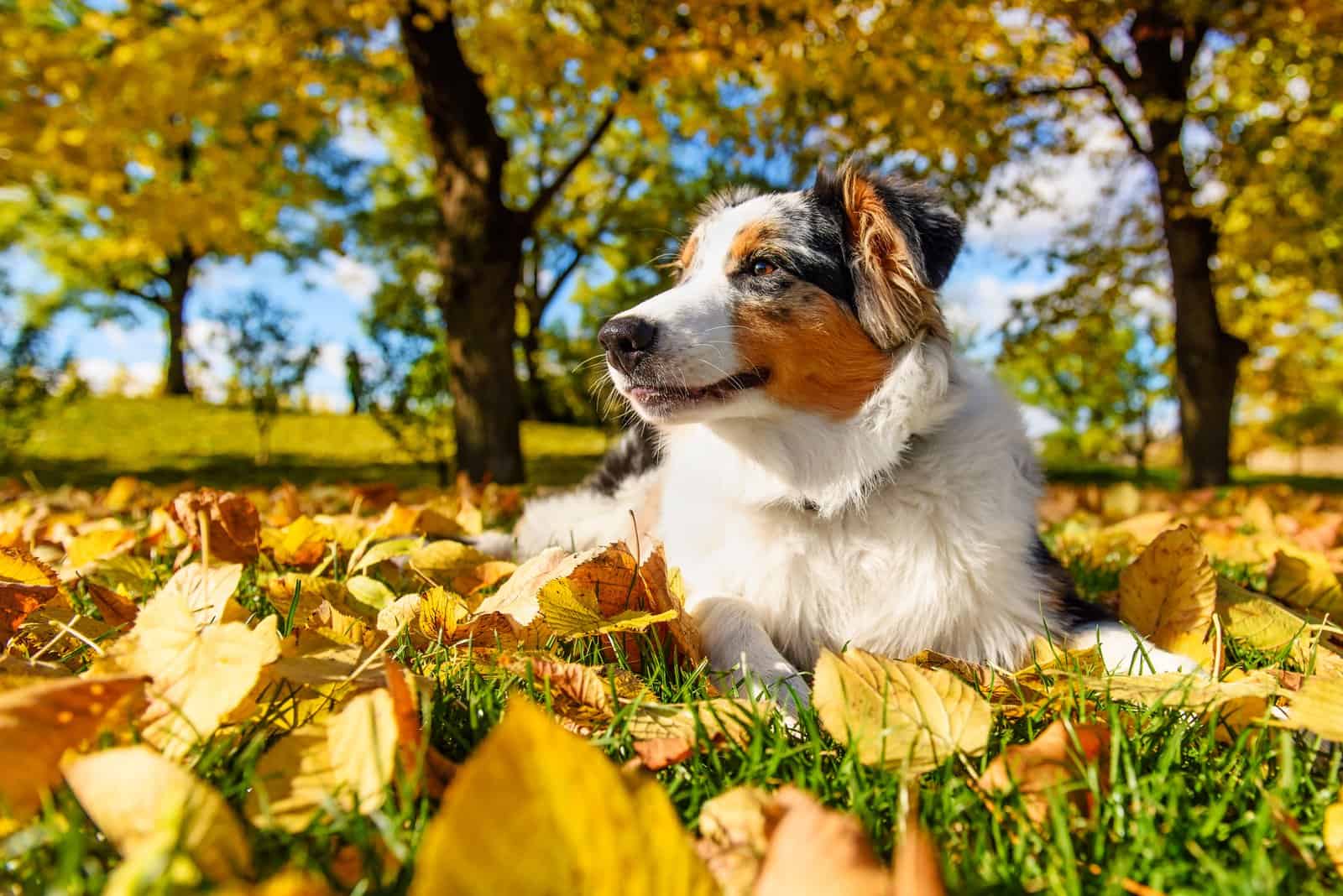 Linda cachorro pastor australiano merle azul en parque otoñal