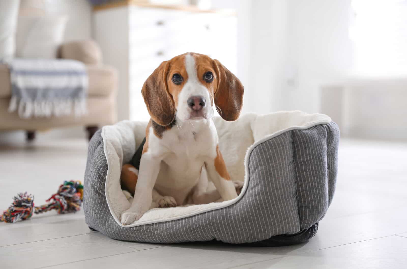 Cachorro de Beagle lindo en cama de perro en casa