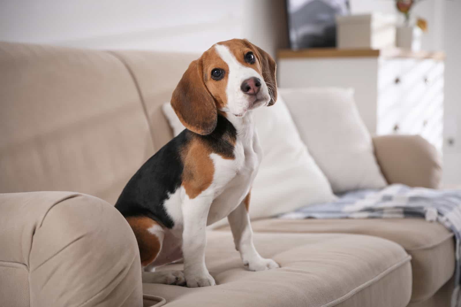 Lindo cachorro de Beagle en sofá de interiores