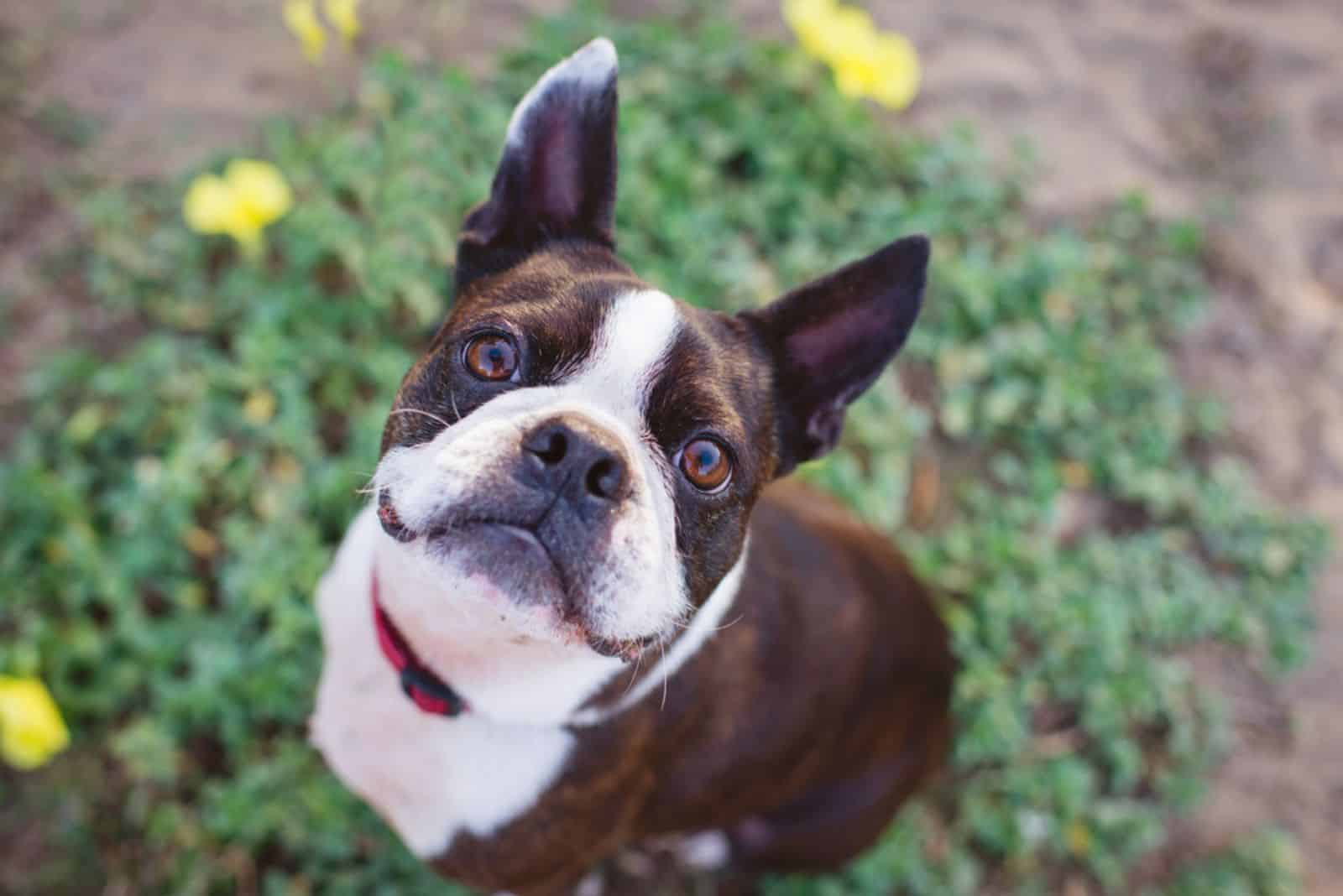 Lindo Boston Terrier sonriendo hacia la cámara