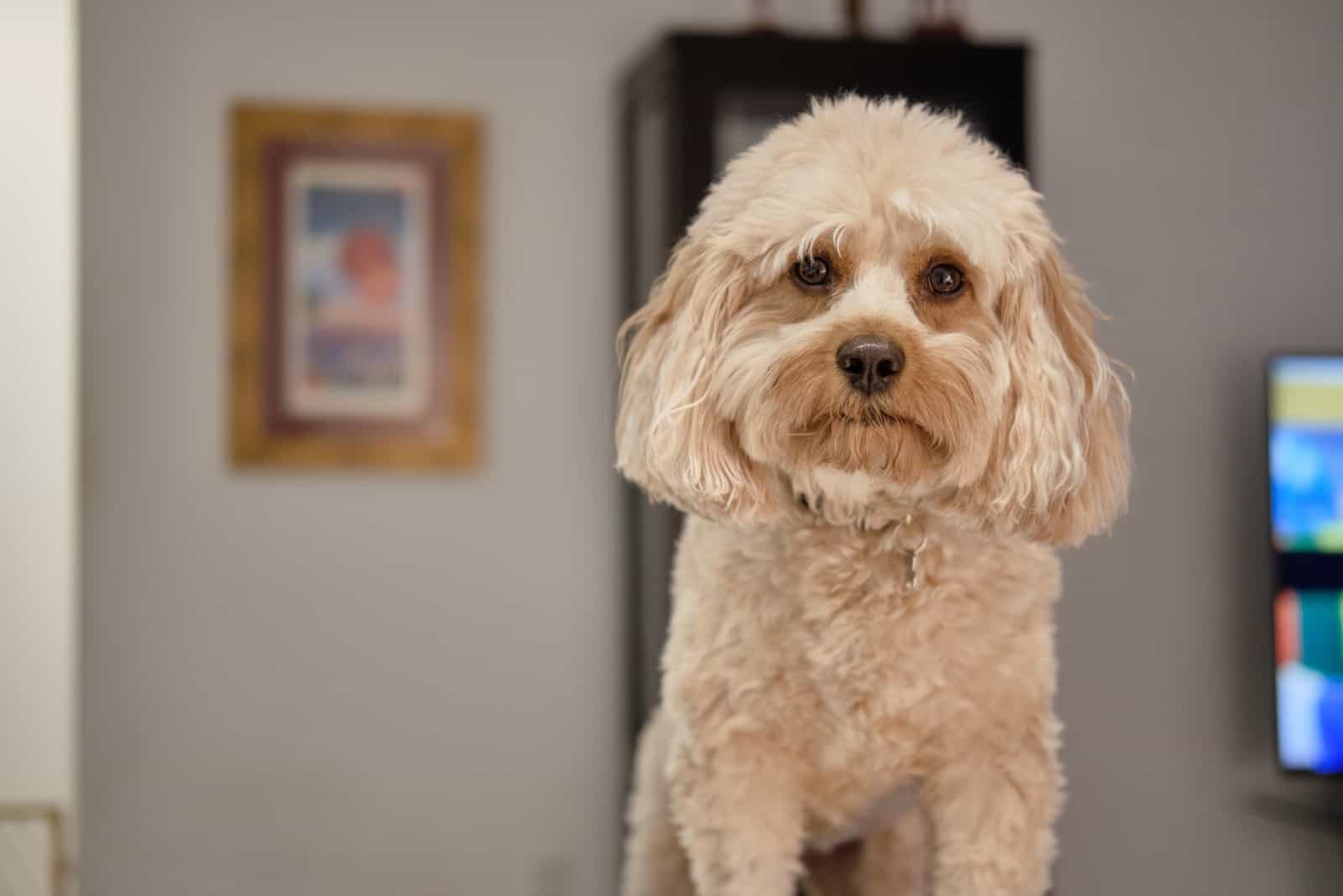 Lindo Cavapoo en la casa