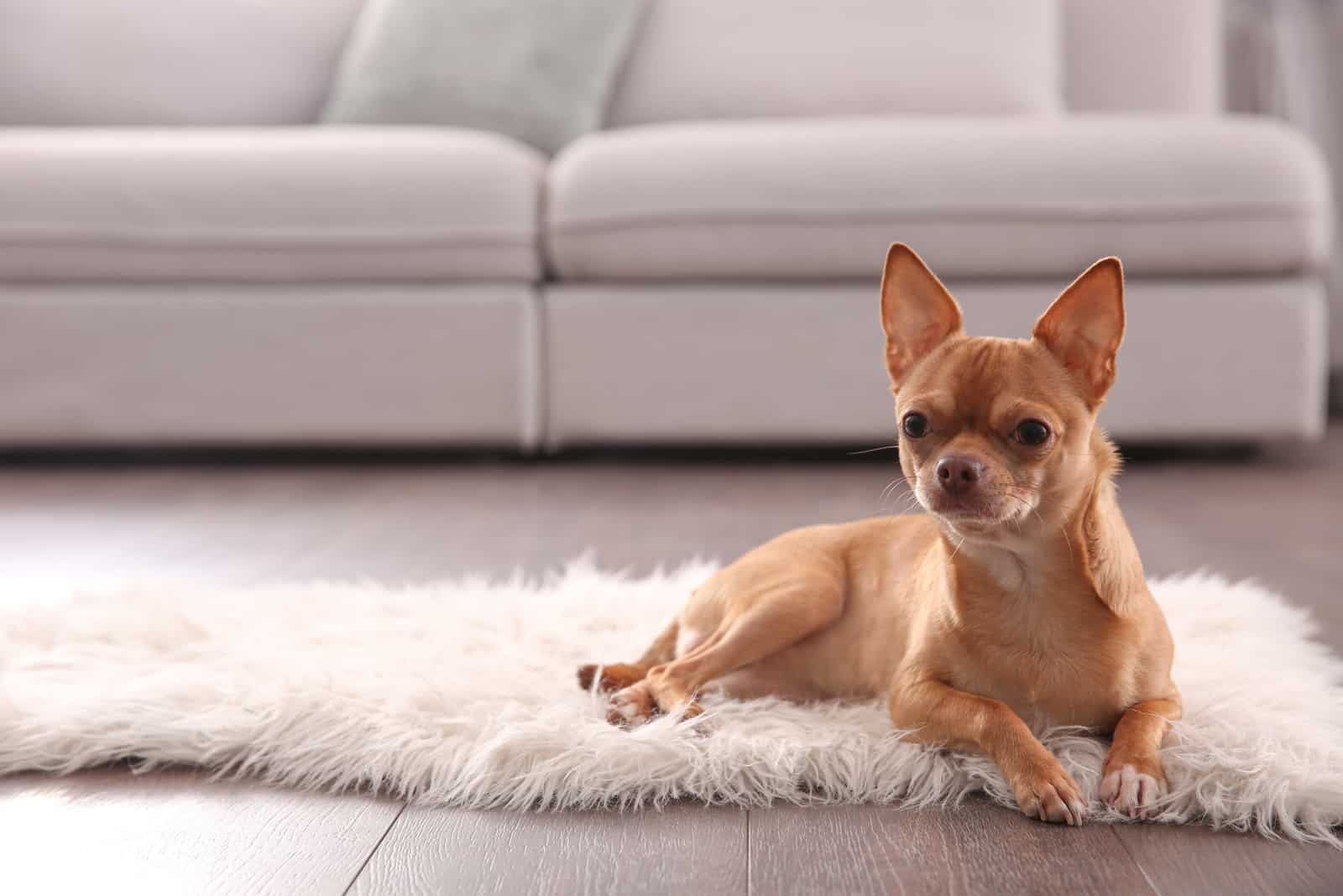 Lindo perro chihuahua acostado en el piso caliente de interior