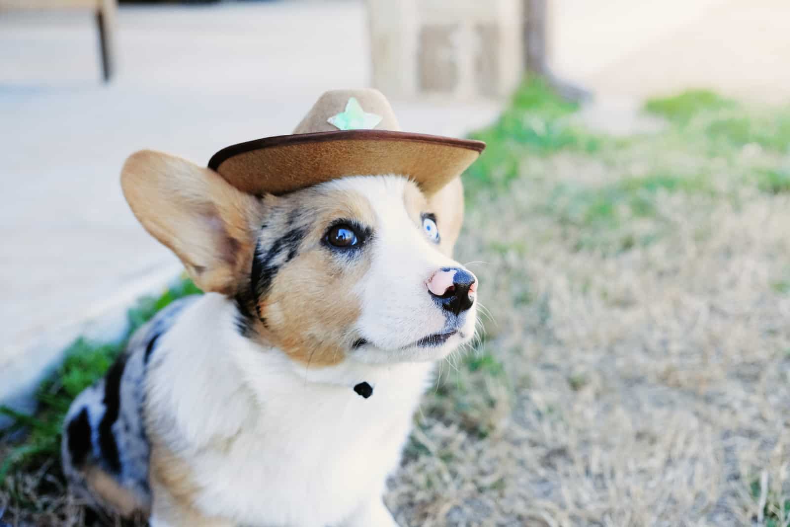 Cachorro de Corgi lindo con sombrero vaquero