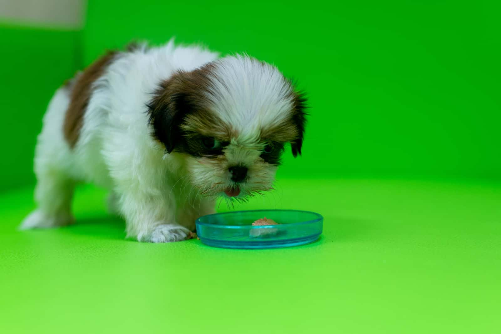 Lindo Shih Tzu comiendo en un sofá verde