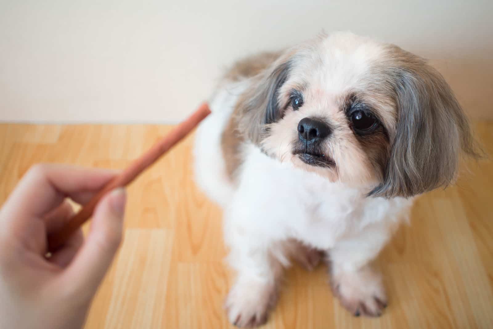 Lindo perro Shih Tzu sentado en el suelo de madera esperando golosinas