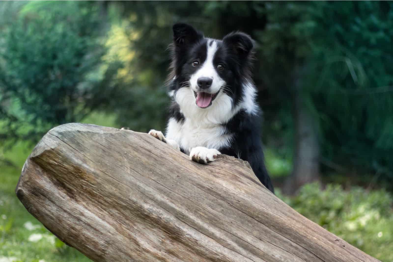 Lindo border collie blanco y negro en el bosque